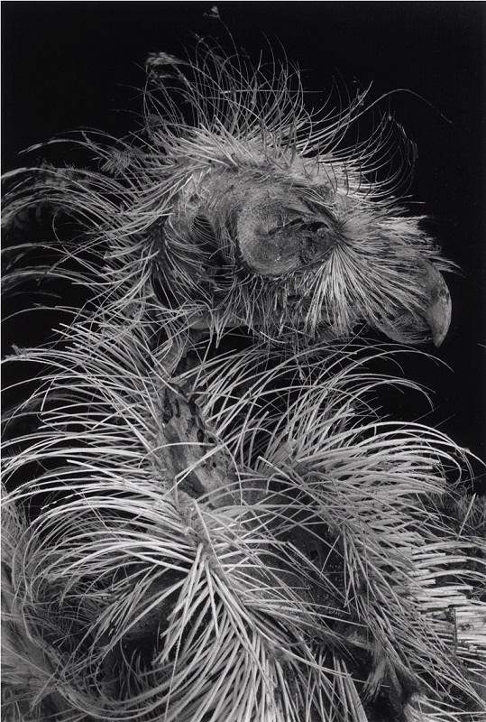 plate1-rpto-skeleton-2007.jpg Richard Buswell